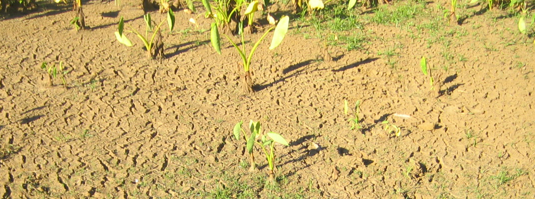 Parched loi in East Maui, July 2008
